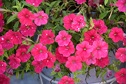 HeadlinerStrawberry Sky Petunia (Petunia 'KLEPH22668') at A Very Successful Garden Center