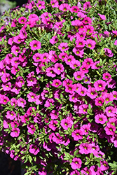 MiniFamous Neo Purple Calibrachoa (Calibrachoa 'MiniFamous Neo Purple') at A Very Successful Garden Center