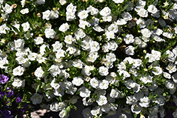 MiniFamous Neo Double White Calibrachoa (Calibrachoa 'KLECA22893') at Lakeshore Garden Centres