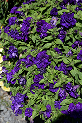 Vogue Blue Double Petunia (Petunia 'KLEPH22428') at A Very Successful Garden Center