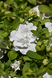 Vogue White Double Petunia (Petunia 'Balvogite') at A Very Successful Garden Center