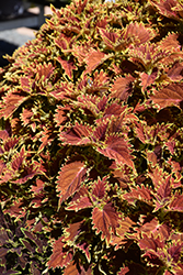 Copperhead Coleus (Solenostemon scutellarioides 'Copperhead') at A Very Successful Garden Center