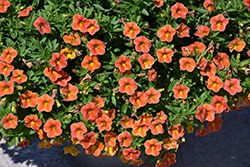 Conga Diva Orange Calibrachoa (Calibrachoa 'Balcongivor') at A Very Successful Garden Center