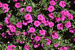 MiniFamous Uno Double Close Up Calibrachoa (Calibrachoa 'MiniFamous Uno Double Close Up') at A Very Successful Garden Center