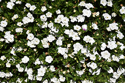 MiniFamous Uno Double White Calibrachoa (Calibrachoa 'KLECA21566') at A Very Successful Garden Center