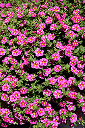 MiniFamous Uno Pink Star Calibrachoa (Calibrachoa 'KLECA16006') at A Very Successful Garden Center