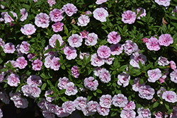 MiniFamous Uno Double Light Pink Calibrachoa (Calibrachoa 'KLECA14264') at A Very Successful Garden Center