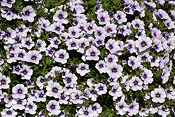 MiniFamous Neo Violet Ice Calibrachoa (Calibrachoa 'KLECA18504') at Lakeshore Garden Centres