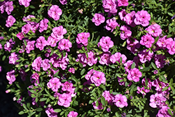 MiniFamous Neo Double Pink Calibrachoa (Calibrachoa 'KLECA16356') at A Very Successful Garden Center