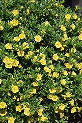MiniFamous Neo Double Deep Yellow Calibrachoa (Calibrachoa 'KLECA11225') at A Very Successful Garden Center