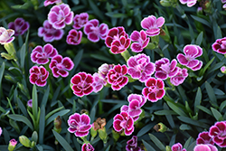 Pink Kisses Carnation (Dianthus caryophyllus 'Pink Kisses') at A Very Successful Garden Center
