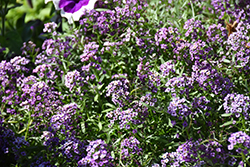 Easy Breezy Purple Lobularia (Lobularia maritima 'Balbeezurp') at A Very Successful Garden Center