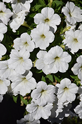 CannonBall White Petunia (Petunia 'Balcannite') at A Very Successful Garden Center