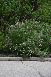 Pink Pinnacle Chaste Tree (Vitex agnus-castus 'V07-SC-OP-4') at A Very Successful Garden Center