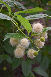 Sugar Shack Button Bush (Cephalanthus occidentalis 'SMCOSS') at A Very Successful Garden Center