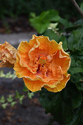 Heat Flash Cajun Hibiscus (Hibiscus rosa-sinensis 'Heat Flash') at A Very Successful Garden Center