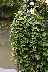 HILLIER Sunburst Moneywort (Lysimachia christiniae 'HILLYSSUN') at Lakeshore Garden Centres