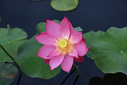 Titan Lotus (Nelumbo nucifera 'Titan') at Lakeshore Garden Centres