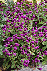 Pinball Purple Globe Amaranth (Gomphrena globosa 'Pinball Purple') at Lakeshore Garden Centres