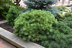 Windswept White Pine (Pinus strobus 'Windswept') at Lakeshore Garden Centres