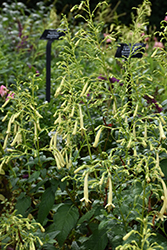 Moonraker Cape Fuchsia (Phygelius 'Moonraker') at A Very Successful Garden Center