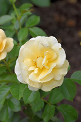 Walking On Sunshine Rose (Rosa 'Jacmcady') at A Very Successful Garden Center