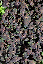 Persian Chocolate Loosestrife (Lysimachia congestiflora 'Persian Chocolate') at A Very Successful Garden Center