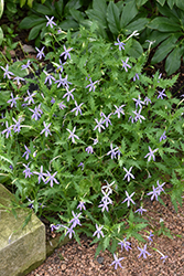 Gemini Blue Laurentia (Isotoma 'Gemini Blue') at A Very Successful Garden Center