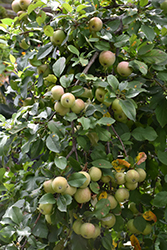 September Wonder Fuji Apple (Malus 'September Wonder') at Lakeshore Garden Centres