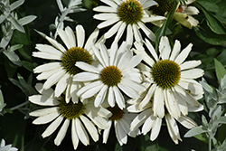 Color Coded The Price Is White Coneflower (Echinacea 'The Price Is White') at Lakeshore Garden Centres