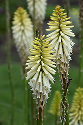 Lady Luck Torchlily (Kniphofia 'Lady Luck') at A Very Successful Garden Center