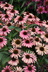 Butterfly Peacock Coneflower (Echinacea 'Peacock') at A Very Successful Garden Center