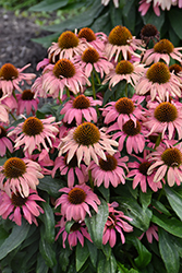 Playful Meadow Mama Coneflower (Echinacea 'Playful Meadow Mama') at A Very Successful Garden Center