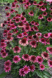 Delicious Candy Coneflower (Echinacea 'Delicious Candy') at Stonegate Gardens