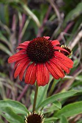 Butterfly Postman Coneflower (Echinacea 'POST301') at A Very Successful Garden Center