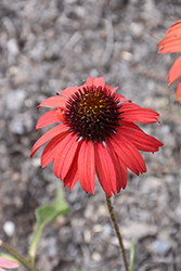 Dixie Scarlet Coneflower (Echinacea 'Dixie Scarlet') at Stonegate Gardens