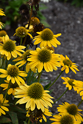 Kismet Yellow Coneflower (Echinacea 'TNECHKY') at A Very Successful Garden Center