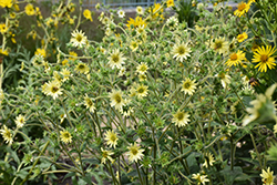 Mohr's Rosinweed (Silphium mohrii) at A Very Successful Garden Center
