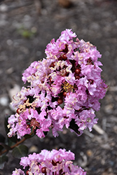 Barista Perky Pink Crapemyrtle (Lagerstroemia 'Perky Pink') at Lakeshore Garden Centres