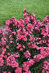 Colombian Coral Crapemyrtle (Lagerstroemia 'Colombian Coral') at A Very Successful Garden Center