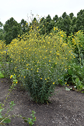 Whorled Rosinweed (Silphium trifoliatum) at A Very Successful Garden Center