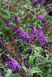 Buzz Purple Butterfly Bush (Buddleia davidii 'Buzz Purple') at A Very Successful Garden Center