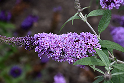 Buzz Lavender Butterfly Bush (Buddleia davidii 'Tobudviole') at A Very Successful Garden Center