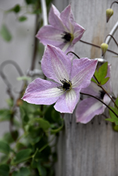Fairy Dust Clematis (Clematis 'Fairy Dust') at Lakeshore Garden Centres