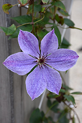 Skyfall Clematis (Clematis 'Skyfall') at Stonegate Gardens