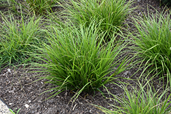 Greater Straw Sedge (Carex normalis) at A Very Successful Garden Center
