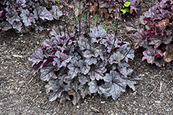 Dolce Frosted Berry Coral Bells (Heuchera 'Frosted Berry') at Lakeshore Garden Centres