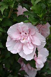 Pink Chiffon Rose of Sharon (Hibiscus syriacus 'JWNWOOD4') at A Very Successful Garden Center