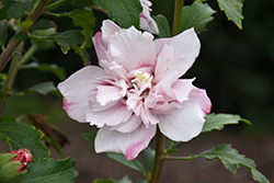 Lady Stanley Rose of Sharon (Hibiscus syriacus 'Lady Stanley') at Lakeshore Garden Centres