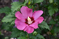 Paraplu Rouge Rose of Sharon (Hibiscus syriacus 'Minsyrou17') at Stonegate Gardens